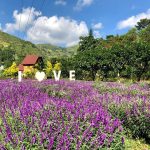 Captivating Tourist Spots in Bac Ha Highlands